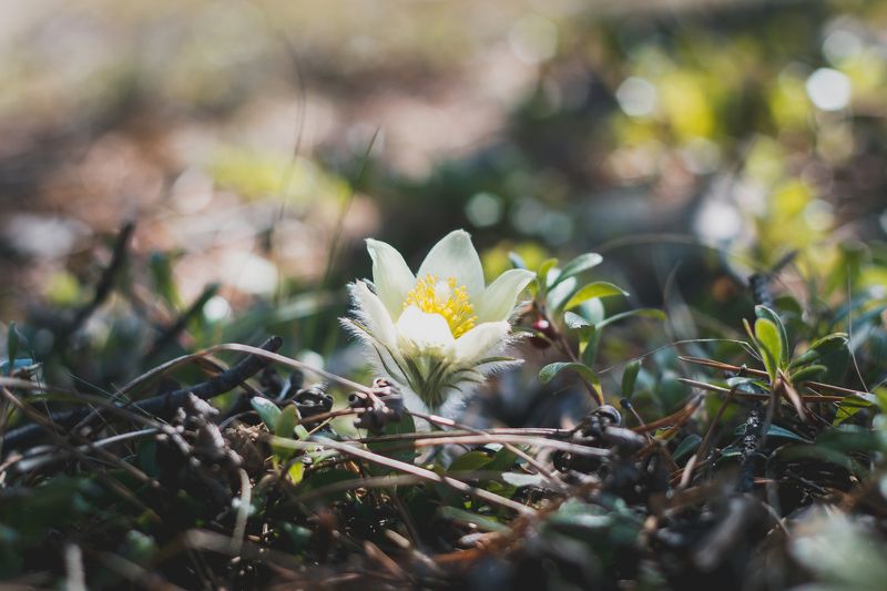 Гейко Олеся, Russia