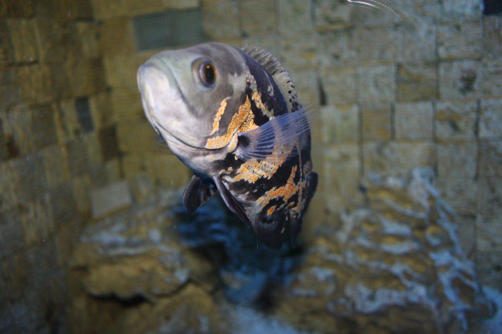 Аквариумная рыбка