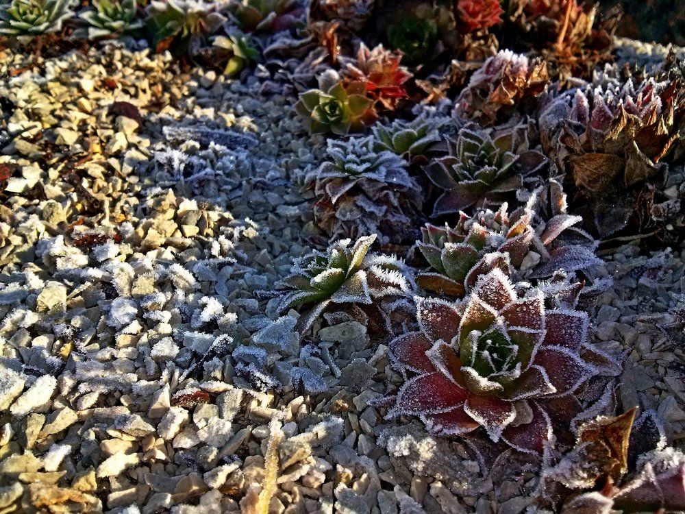 Первый заморозок