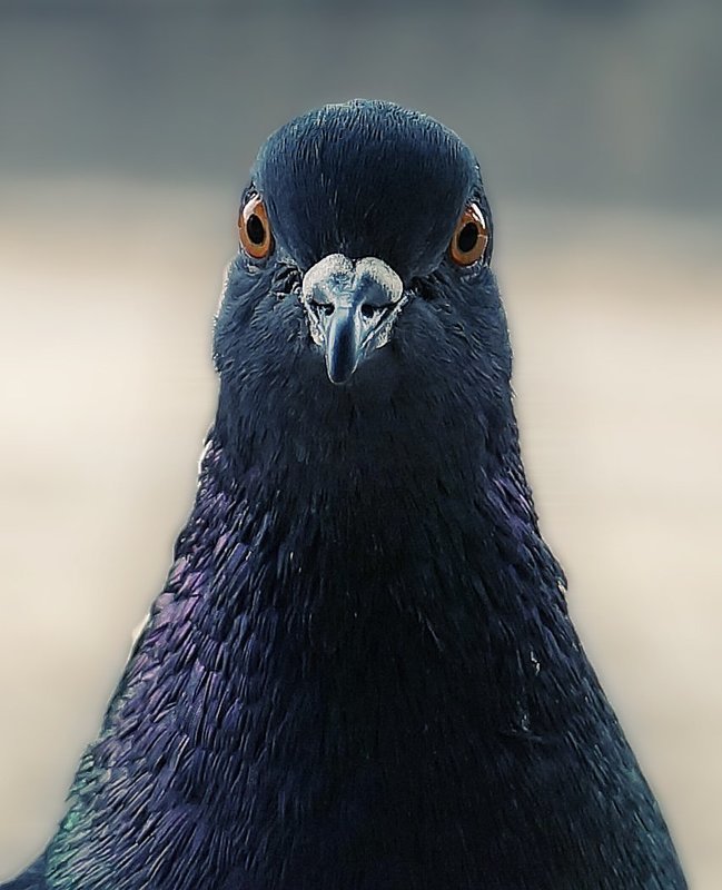 Marina Kudrjavceva, Latvia