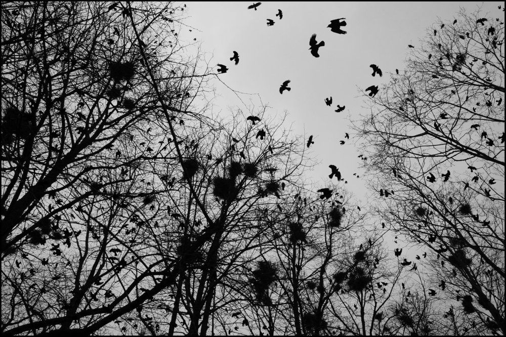 Воронья гнёзды