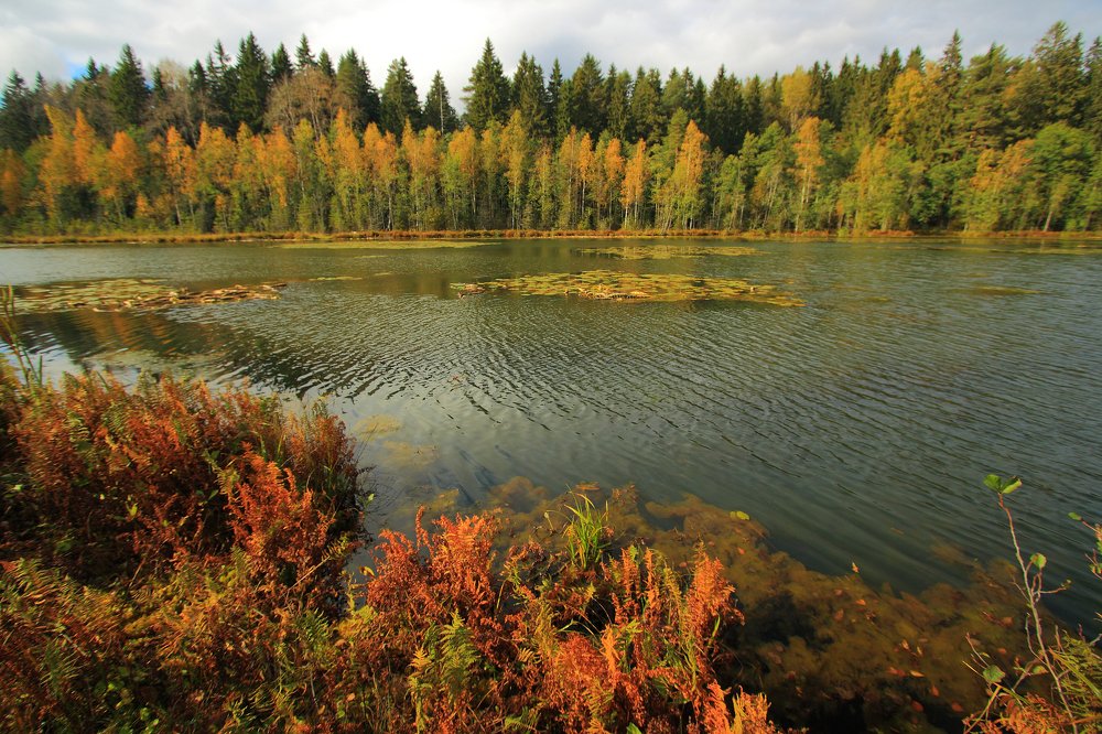 Осенняя задумчивость.