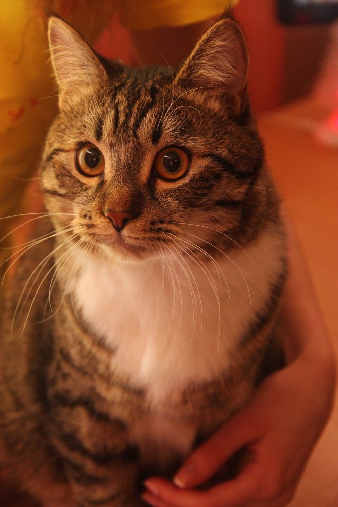 Мой "нежный и ласковый зверь"