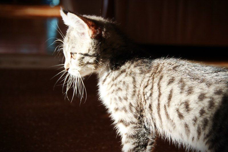 Елизавета, Russia