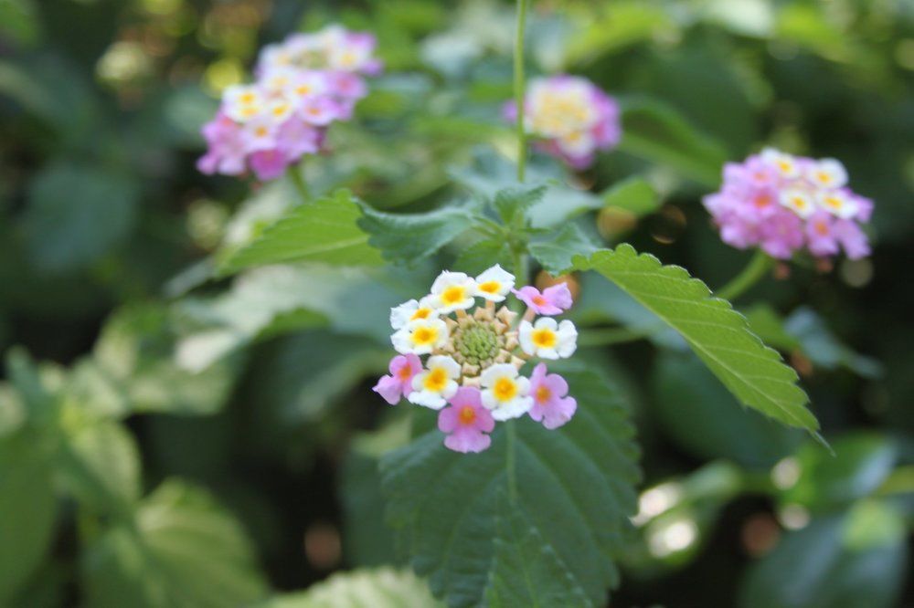 Дивные цветы