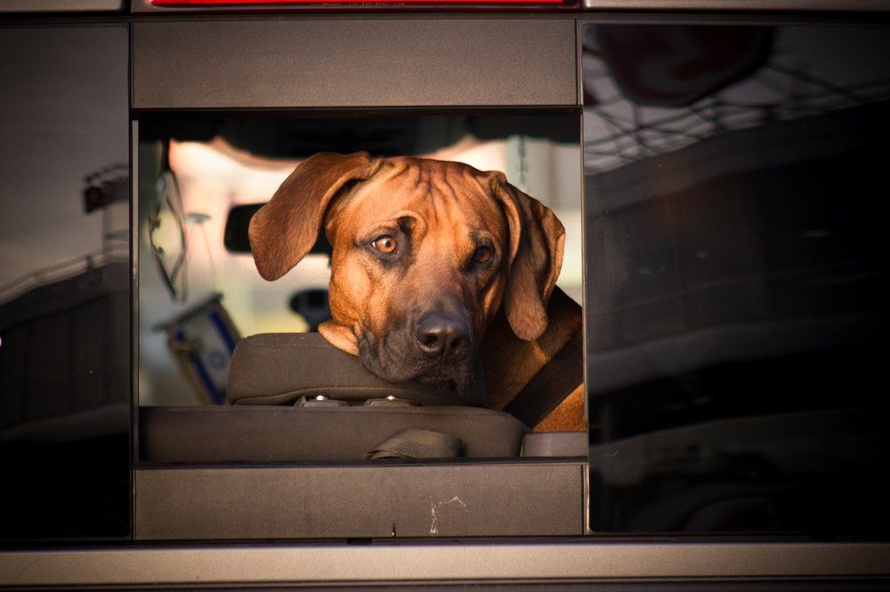 Добрый Сторож!