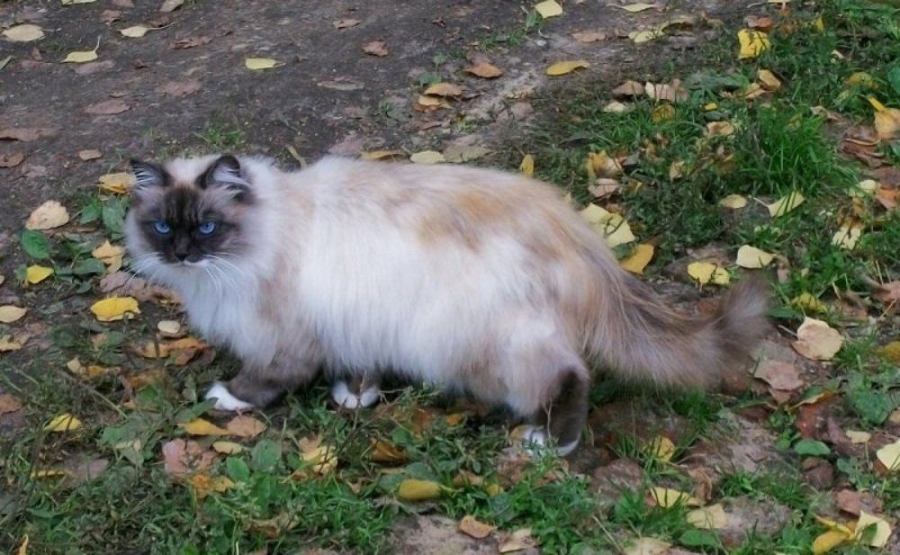 Не переходи дорогу.