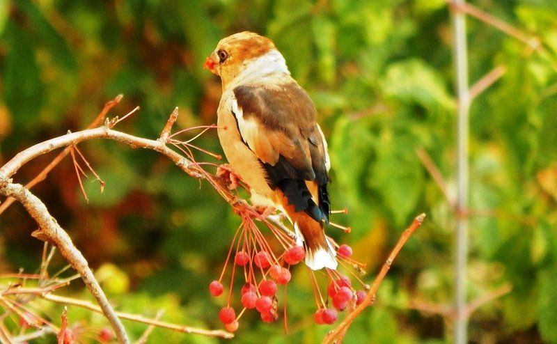 Васенёв Евгений Фёдорович, Russia