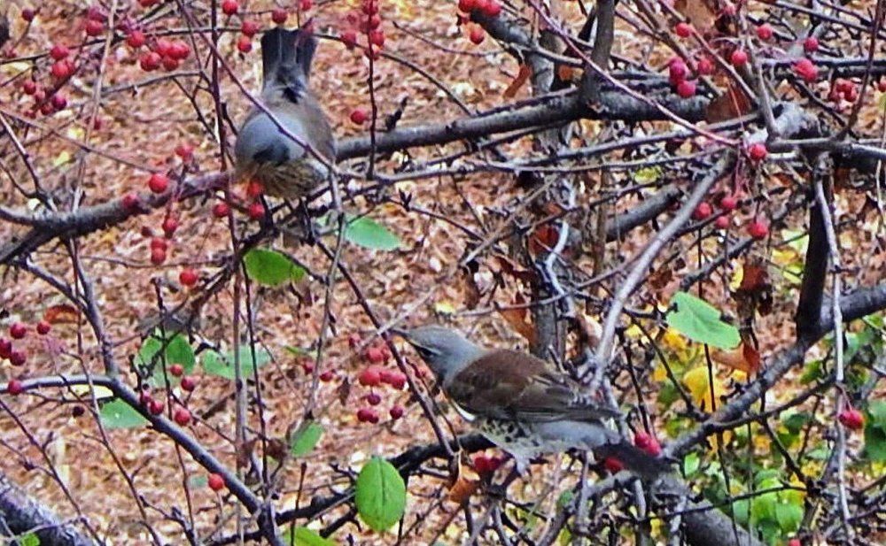 Семейная сцена.
