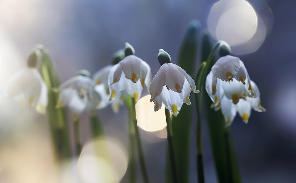 фонарики весны