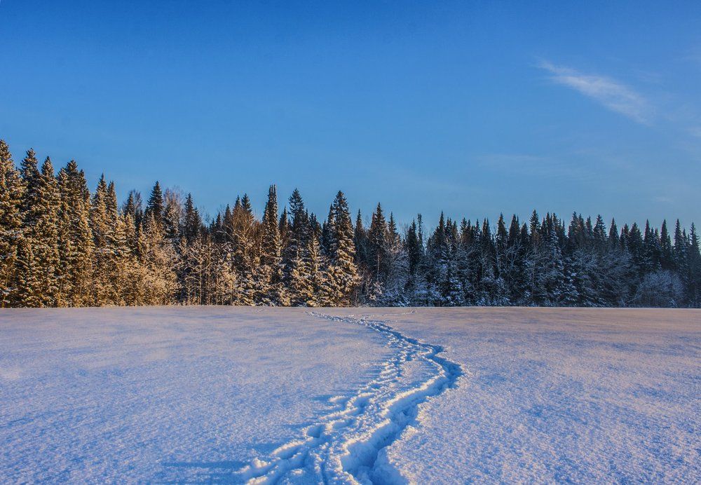 Дорога в лес