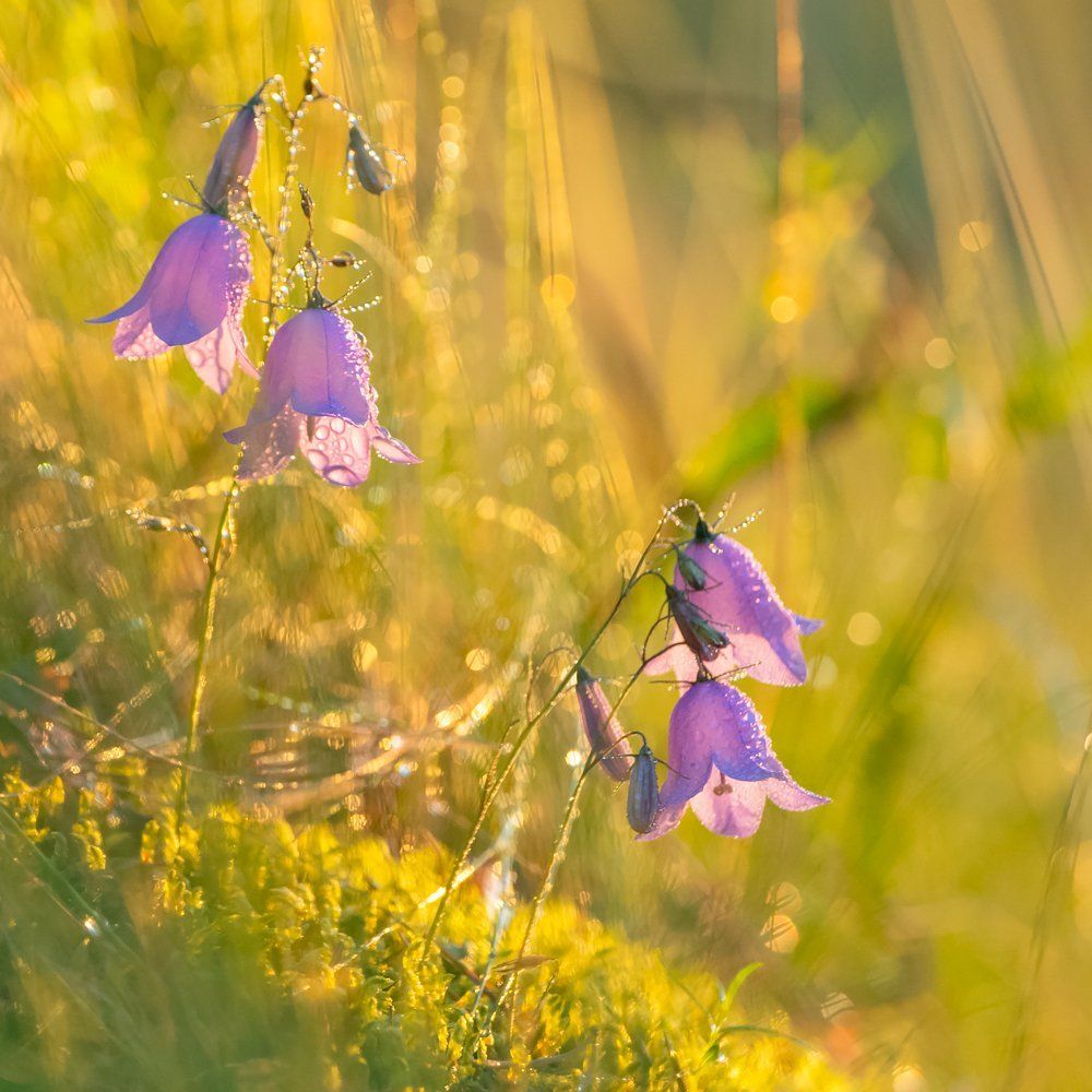 Вечерний звон
