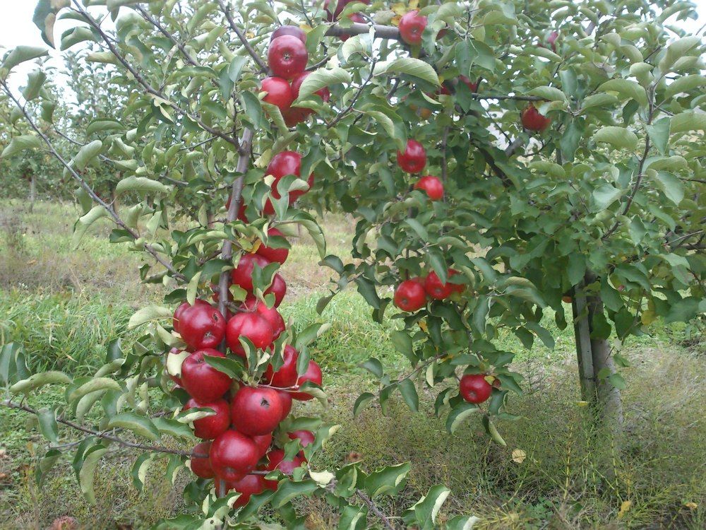 Photograph by limboi serhii