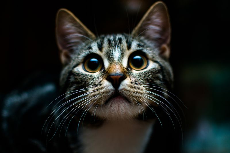 Elena Lavrenteva, Russia