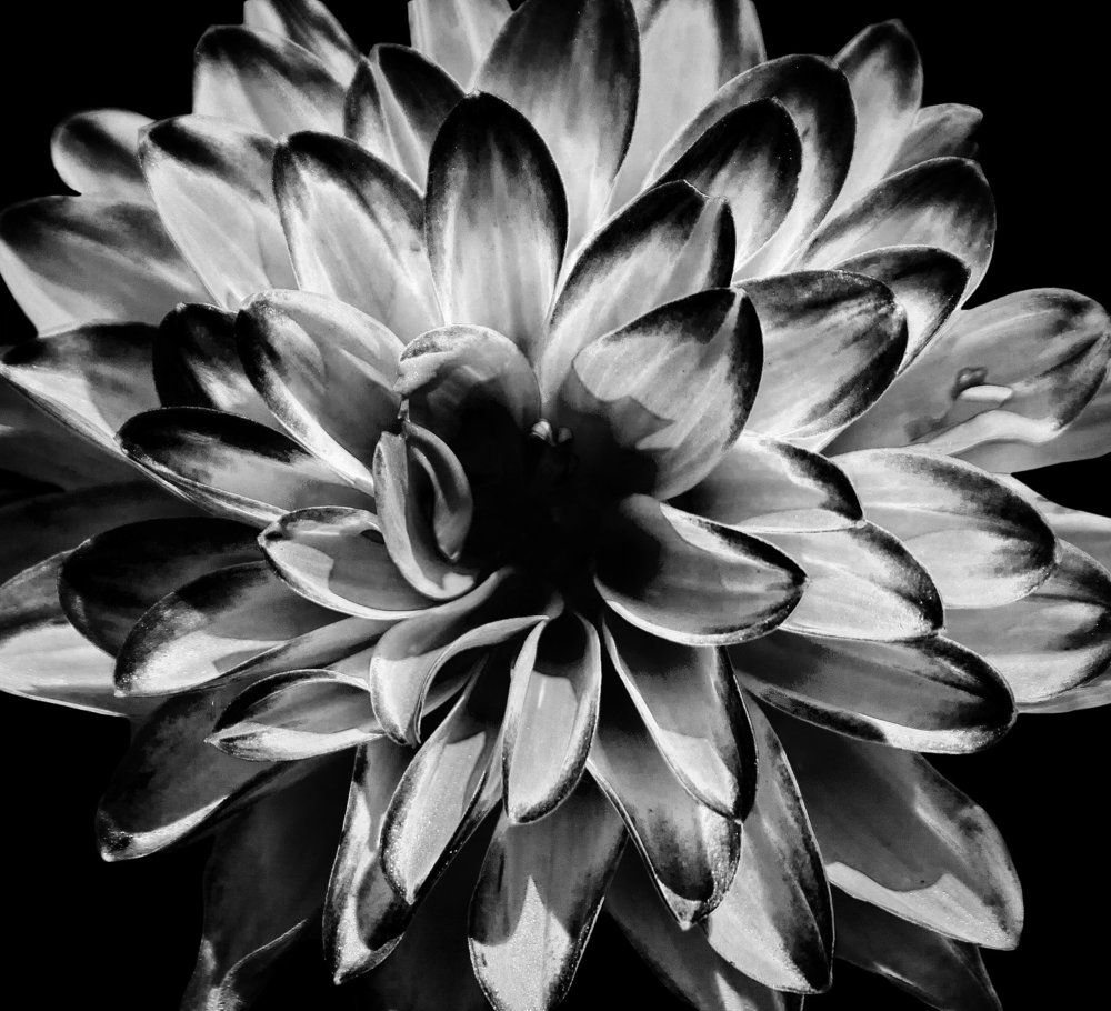 Dahlia - Becoming a star