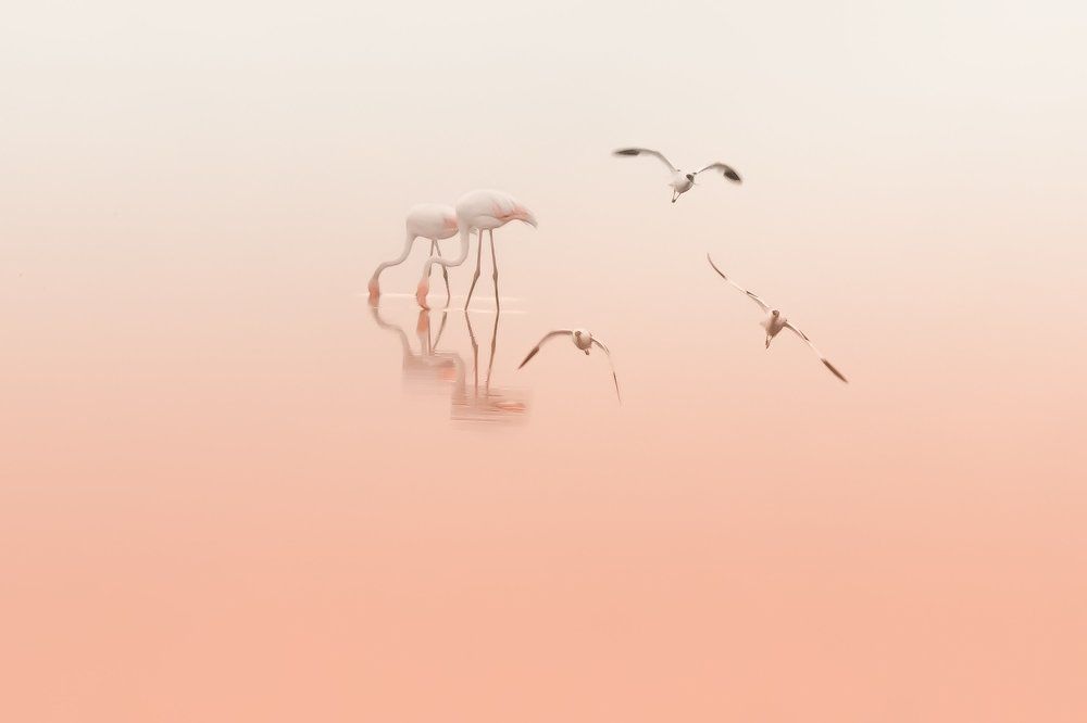 Для Романтиков и Поэтов ...