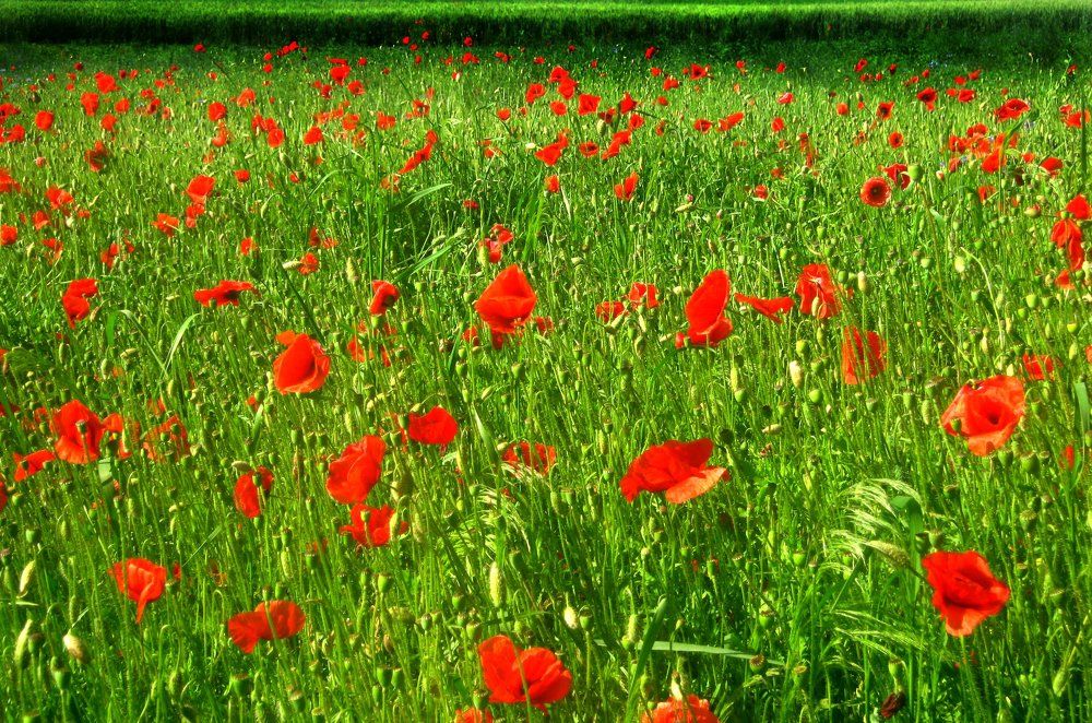 Огненное поле