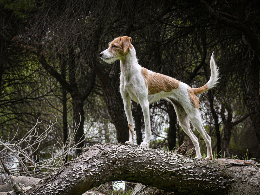 Wild pupp
