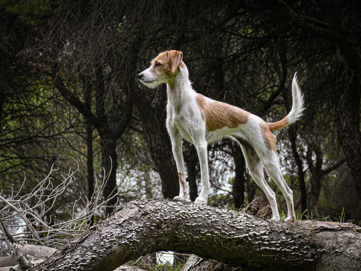 Wild pupp