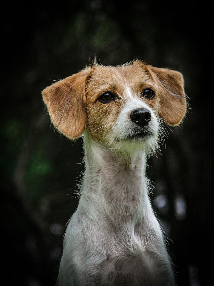 Dog face