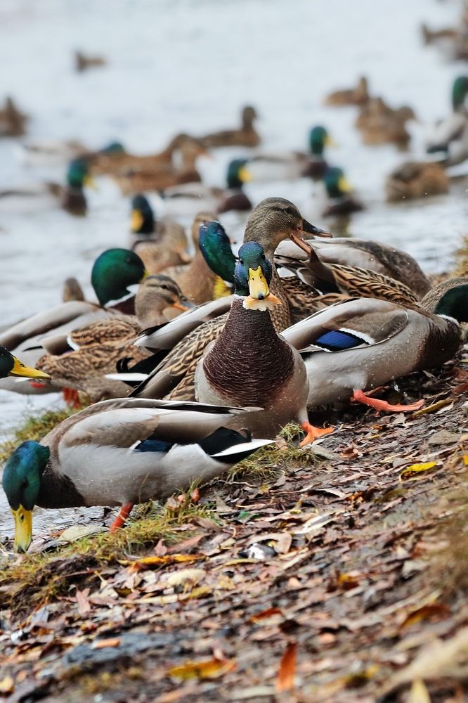 Photograph by Татьяна Бравая