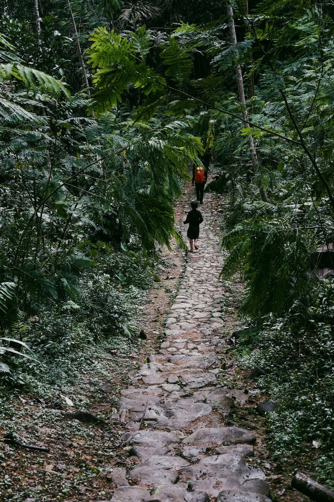 Catch me in the jungle