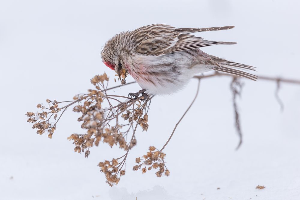 Photograph by Елена Хорохорина