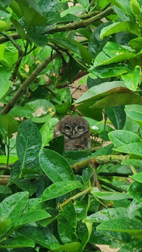 Owl sitting on a tree.