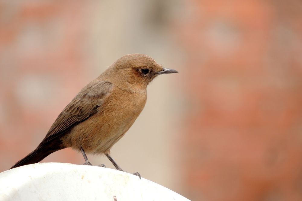 Фотография автора Vikas Chauhan