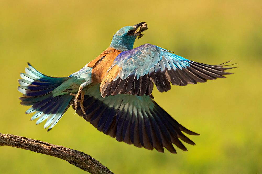 Фотография автора Faller Tamás