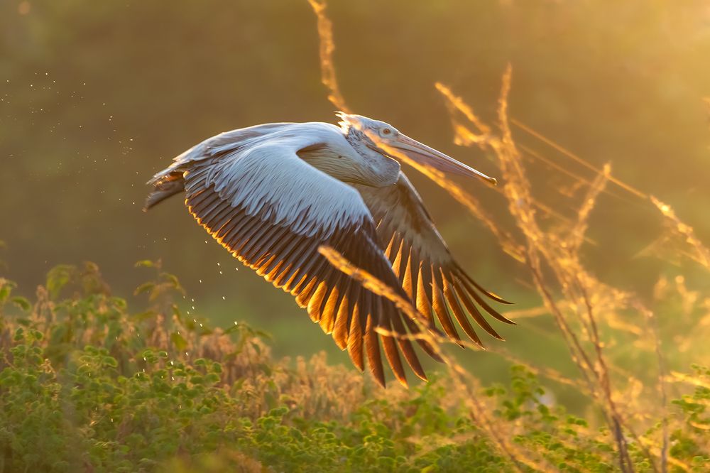 Photograph by Abhishek Kumar