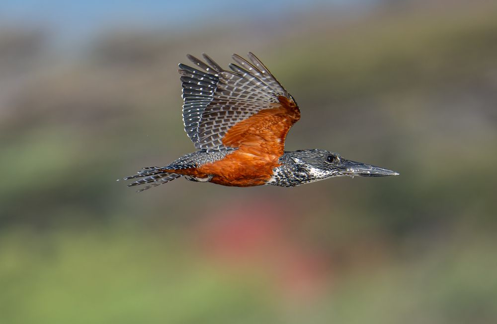 Giant Kingfisher