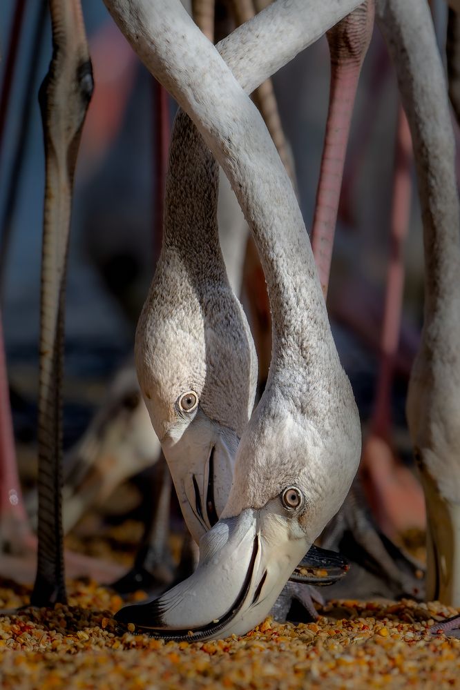 Photograph by Syed Ahmar Amjad