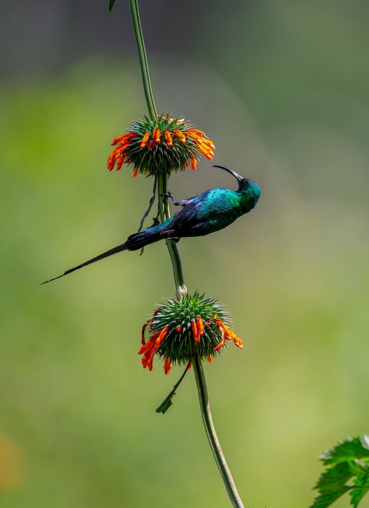Rare Sunbird Tacazi