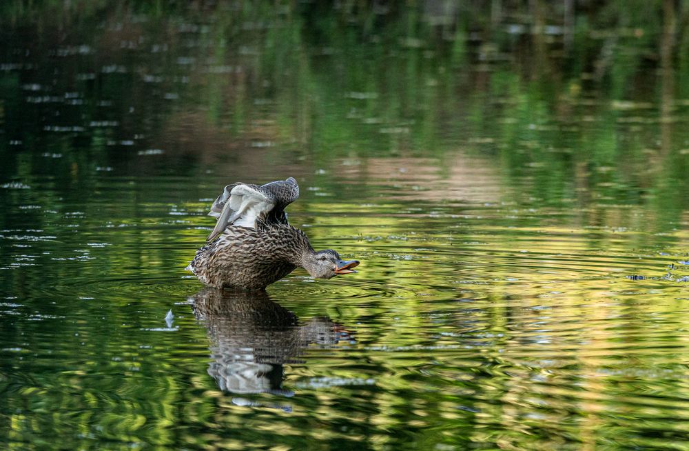 Photograph by Алексей Широбоков