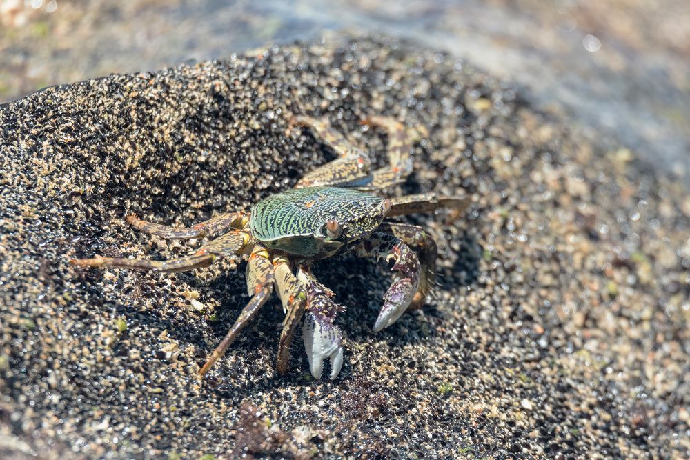 Photograph by Игорь Боголюбов