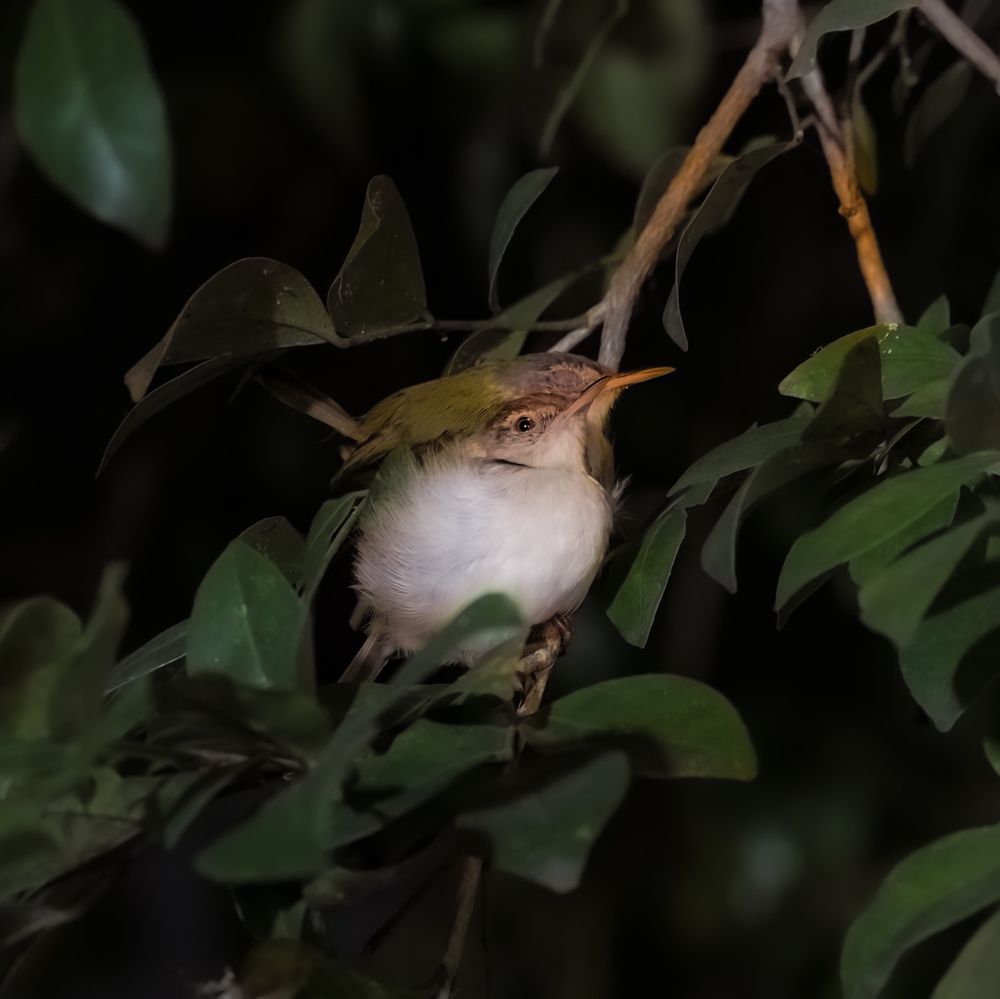 Фотография автора SOUMYA SHANKAR BOHIDAR