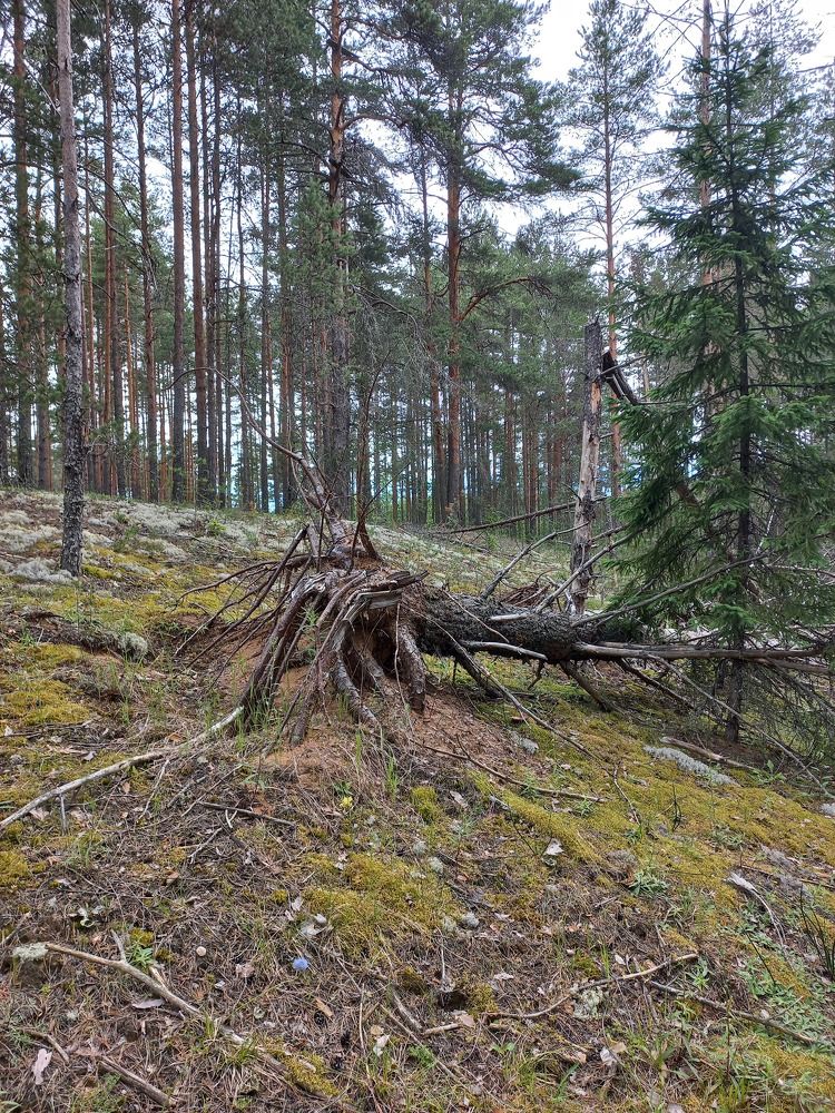 Photograph by Зоя Кулько