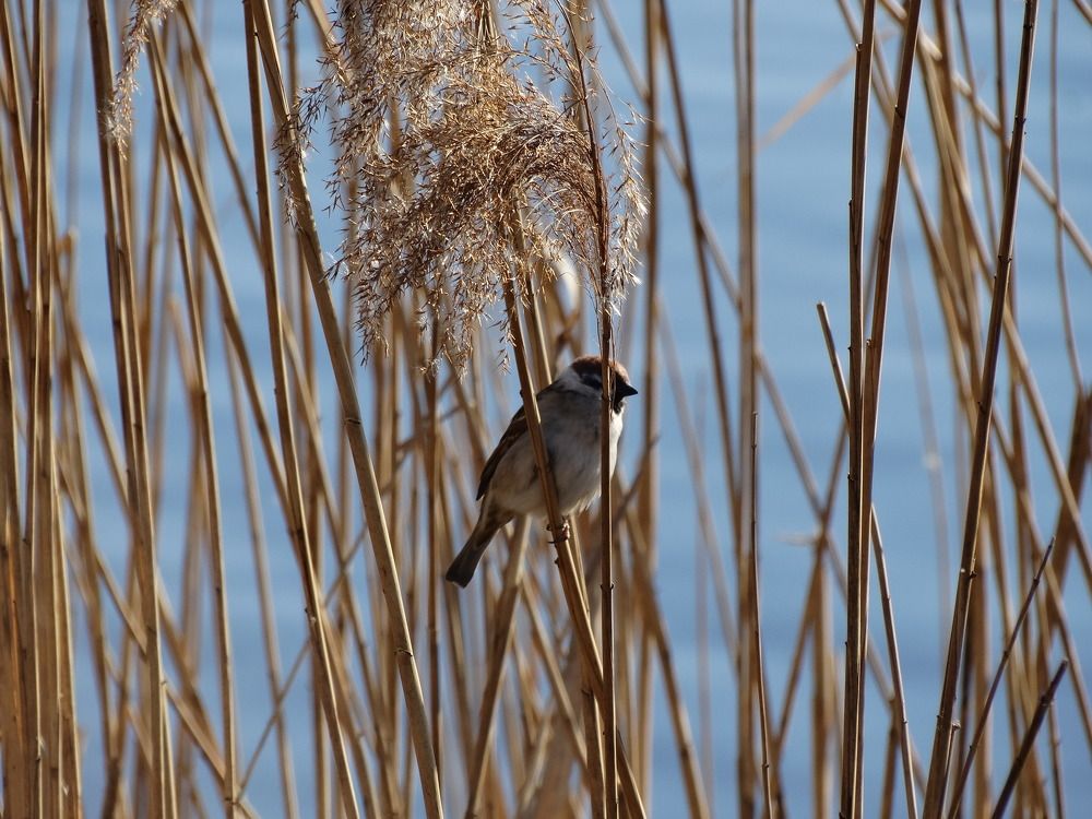Photograph by Ирина Половцева