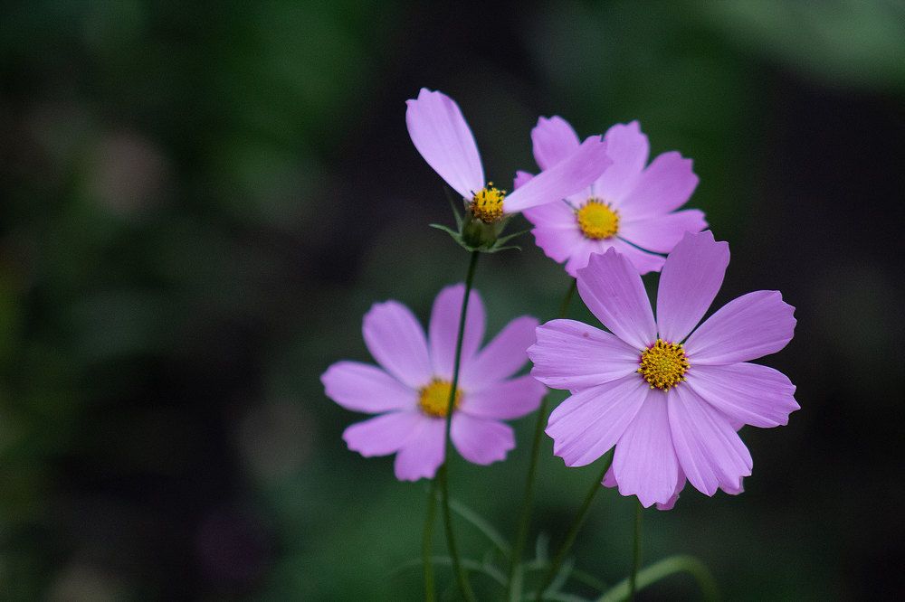 Photograph by Полина Зайцева
