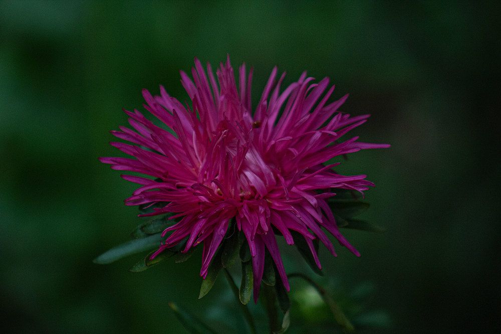 Photograph by Полина Зайцева