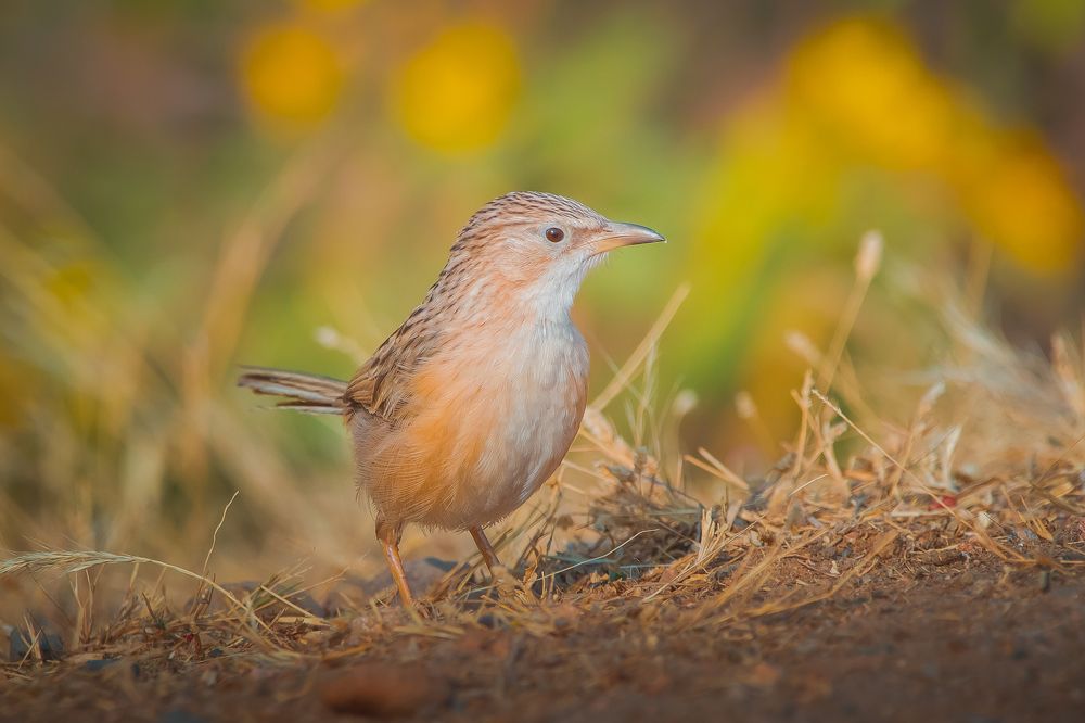 Photograph by Nitin Sidhpura
