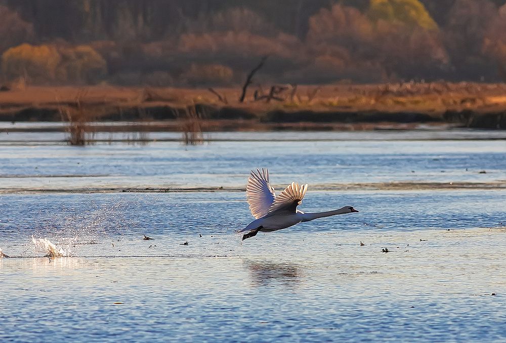 Летящий над водой