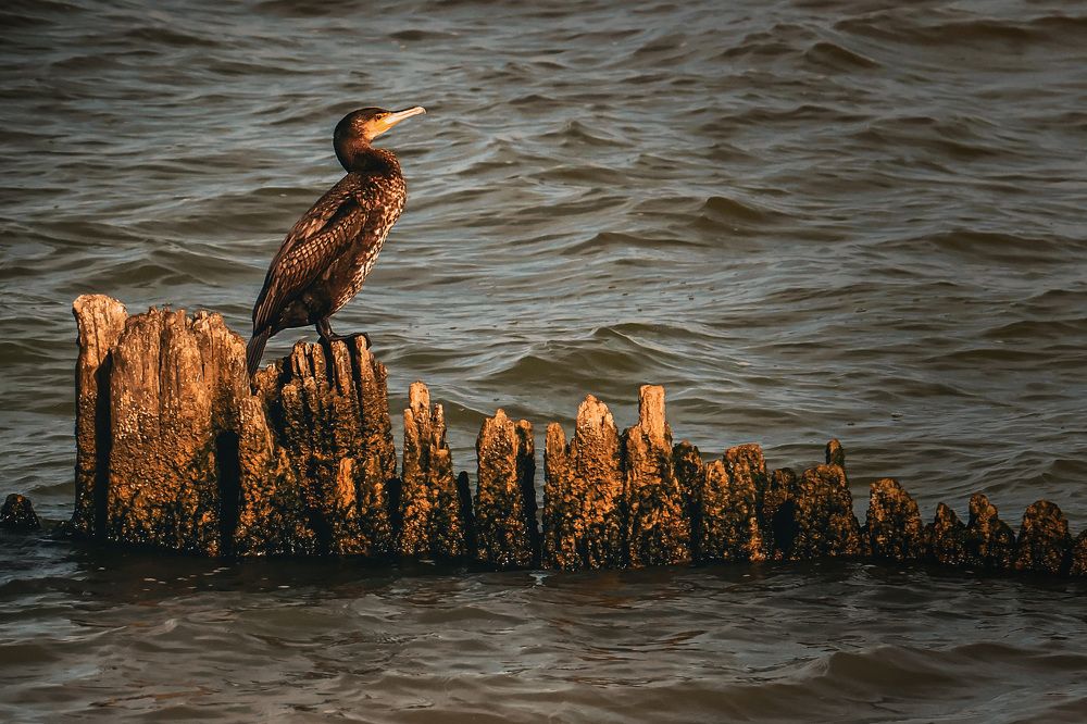 Photograph by Сергей Тельнюк