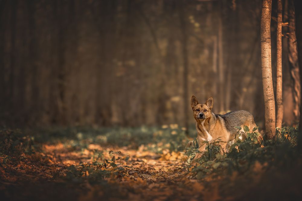 ? Рейна на Большой Сцене Осеннего Леса ?