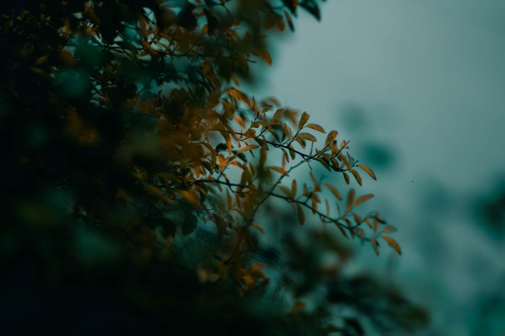 Фотография автора Алина Руденко