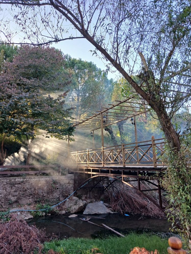 Photo #11250841