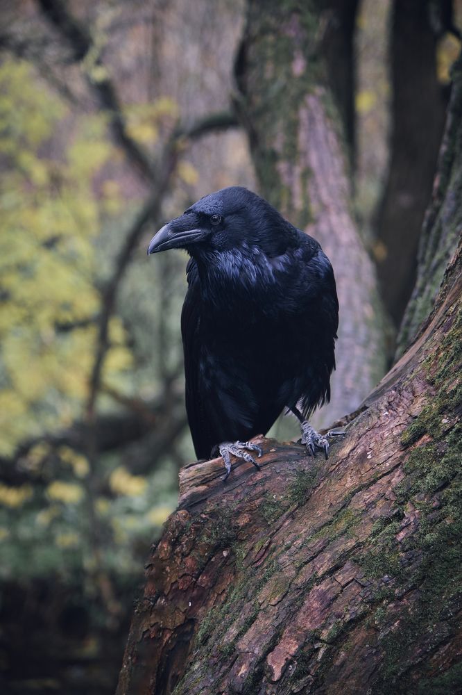 Photograph by Виктория Колышева