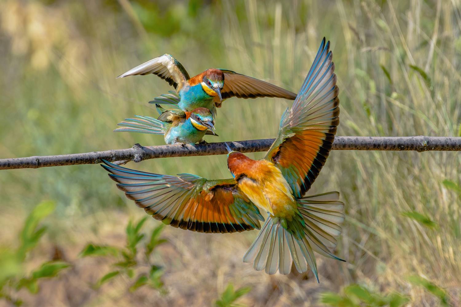 Любовь и соперничество