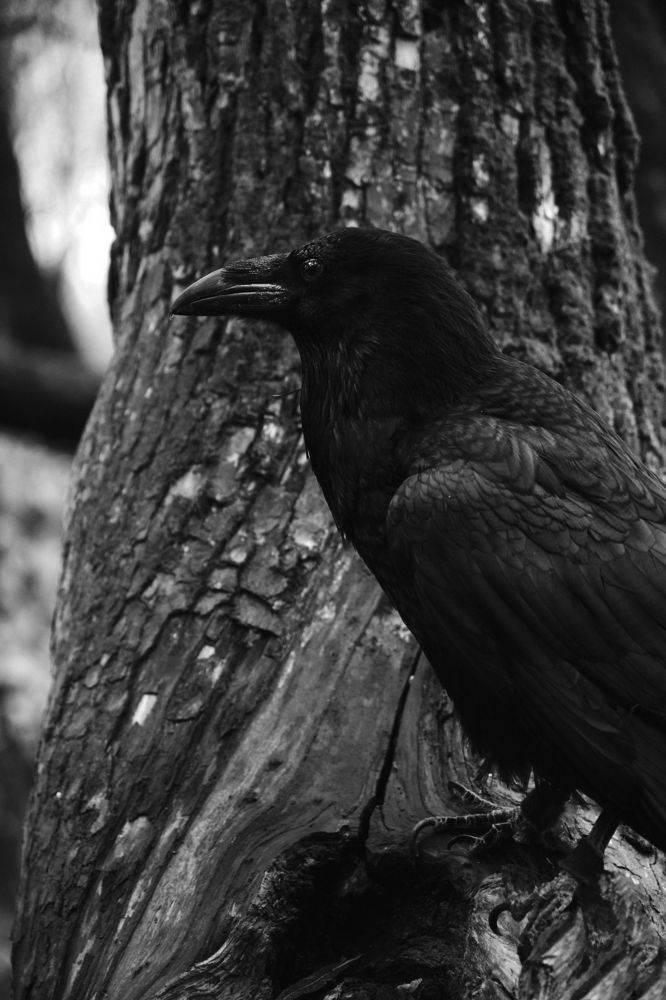 Photograph by Виктория Колышева